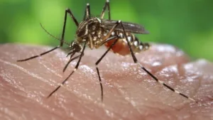 Dengue