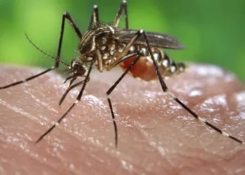Dengue